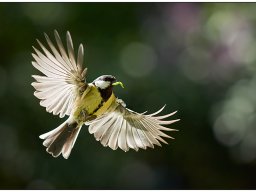 34 | Juni 2019 Ralph Deseniß
